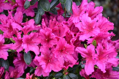 Azalea 'Girard's Fuchsia' (Evergreen) 2G