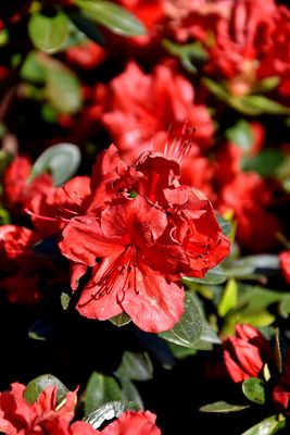 Azalea 'Girard's Scarlet' (Evergreen) 2G