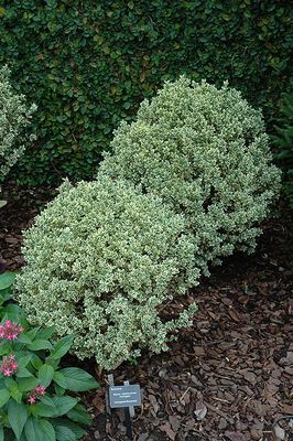 Buxus sempervirens 'Variegata' (Variegated Boxwood) 2G