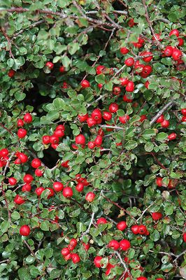 Cotoneaster apiculatus (Cranberry Cotoneaster) 40CM 3G