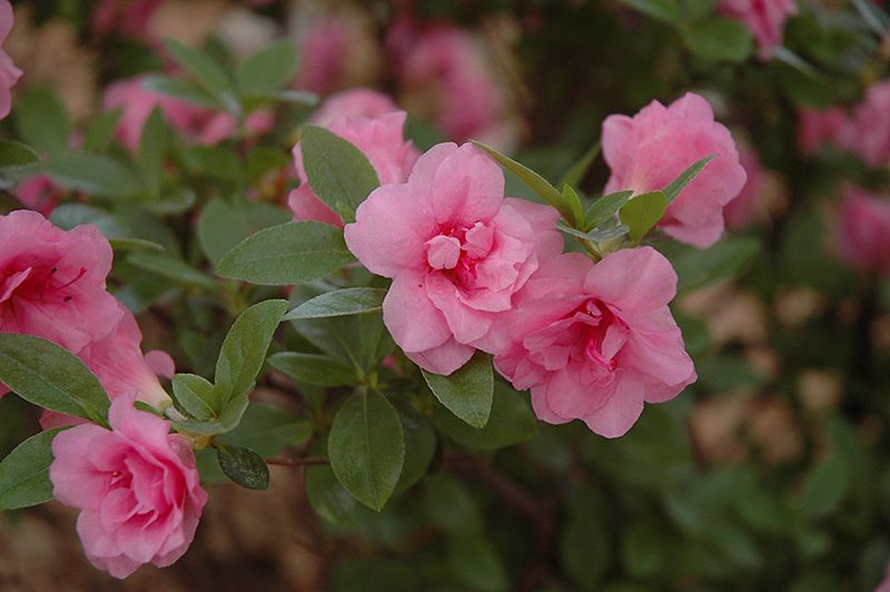 Azalea &#39;Rosebud&#39; (Deciduous) 2G
