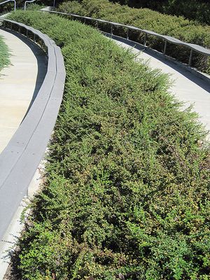 Cotoneaster dammeri (Bearberry Cotoneaster) 1G
