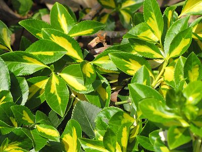 Euonymus fortunei 'Surespot' (Wintercreeper) 2G