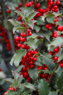 Ilex x meserveae 'Blue Princess Blue Prince' Combo (Holly) 40CM 3G