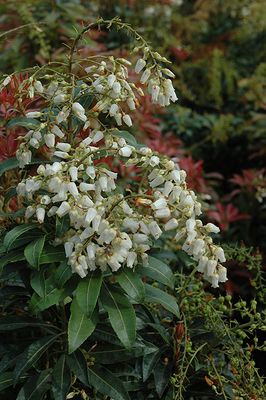 Pieris japonica 'Mountain Fire' (Japanese Andromeda) 2G