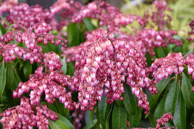 Pieris japonica &#39;Katsura&#39; (Japanese Andromeda) 3G