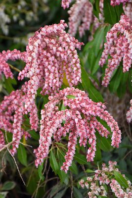 Pieris japonica 'Valley Rose' (Japanese Andromeda)  2G