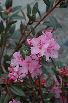Rhododendron 'Aglo' (Lepidote) 2G