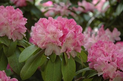 Rhododendron 'Holden' (Elepidote)  3G 30cm