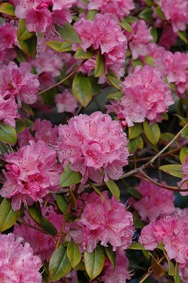 Rhododendron 'Olga Mezitt' (Lepidote) 2G