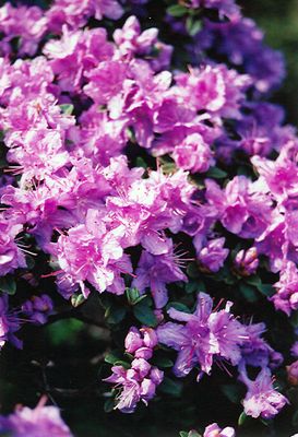 Rhododendron 'Ramapo' (Elepidote) 2G
