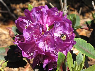 Rhododendron 'Purple Passion' (Elepidote) 2G