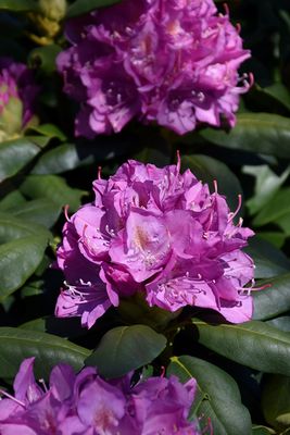 Rhododendron 'Roseum Elegans' 50cm 2G