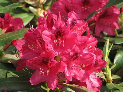 Rhododendron 'Nova Zembla' 2G