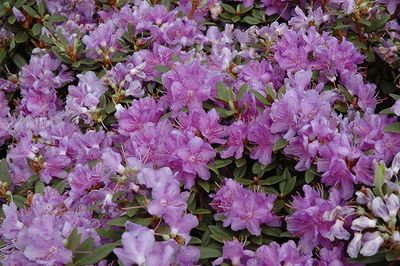 Rhododendron 'Purple Gem' (Elepidote) 2G