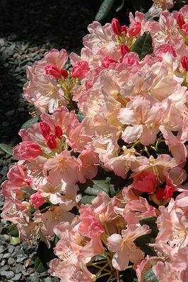 Rhododendron 'Percy Wiseman' 2G