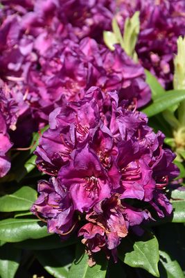 Rhododendron 'Polarnacht' (Elepidote) 2G