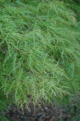 Acer palmatum 'Waterfall' (Japanese Maple) 80cm 5G