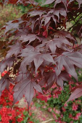 Acer palmatum 'Bloodgood' (Japanese Maple) 80cm 3G