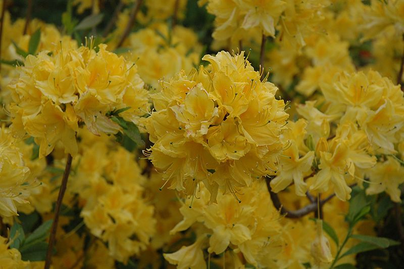 Azalea 'Lemon Lights' (Deciduous) 2G