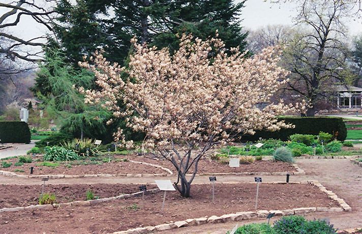 Amelanchier canadensis (Serviceberry) 3G