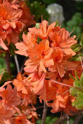 Azalea 'Mandarin Lights' (Deciduous) 2G