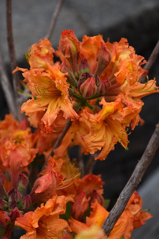 Azalea 'Gibraltar' (Deciduous) 2G