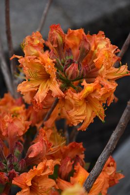 Azalea 'Gibraltar' (Deciduous) 2G