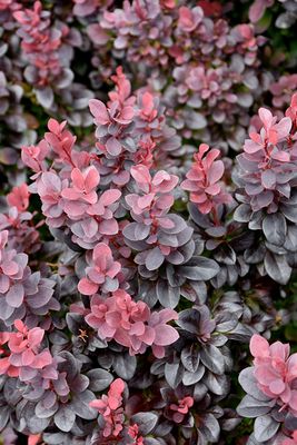 Berberis thunbergii 'Concorde' (Barberry) 3G