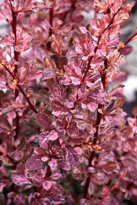 Berberis thunbergii 'Rose Glow' (Barberry) 3G