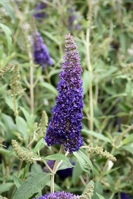 Buddleia davidii 'Black Knight' (Butterfly Bush) 2G