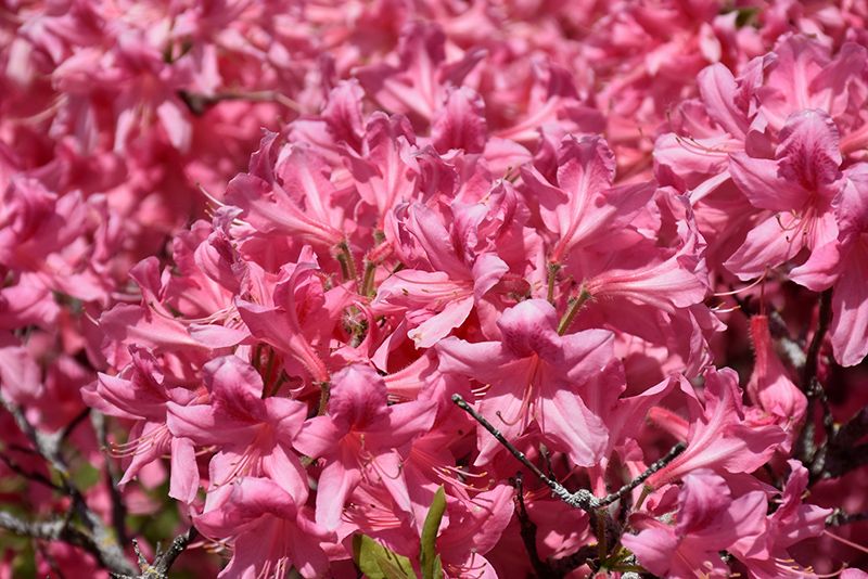Azalea 'Rosy Lights' (Deciduous) 2G