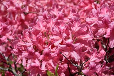 Azalea 'Rosy Lights' (Deciduous) 2G