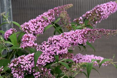 Buddleia davidii 'Pink Delight' (Butterfly Bush) 1G