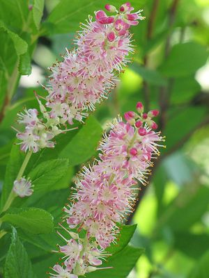 Clethra alnifolia 'Ruby Spice' (Spice Bush) 3G