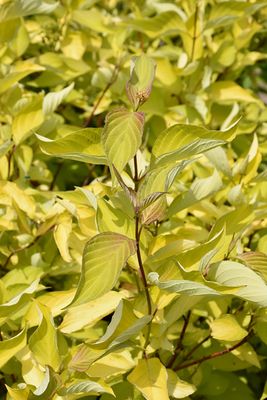 Cornus alba 'Golden Prairie Fire' (Golden-Leaved Dogwood) 2G