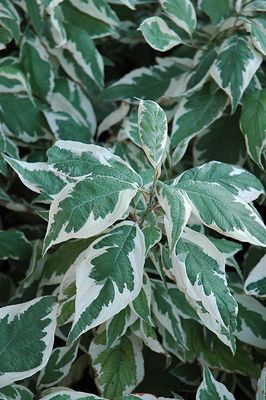 Cornus alba 'Ivory Halo' (Variegated Dogwood) 2G