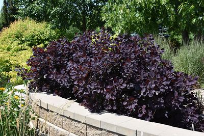 Cotinus coggygria 'Royal Purple' (Smokebush) 2G