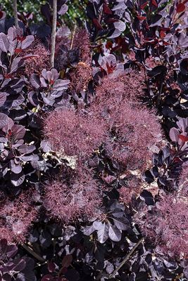 Cotinus coggygria 'Velveteeny' (Dwarf Smokebush) 30cm 3G