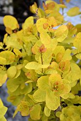 Cotinus coggygria 'Winecraft Gold' (Smokebush) 30cm 2G