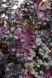 Cotinus coggygria &#39;Winecraft Black&#39; (Smokebush) 30cm 2G