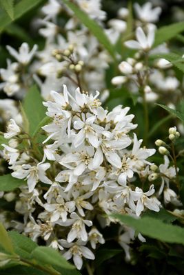 Deutzia gracilis 'Yuki Snowflake' 2G