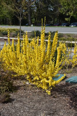 Forsythia x intermedia 'Showoff Starlet' 2G