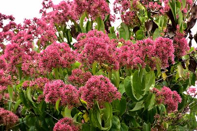 Heptacodium miconiodes 'Temple of Bloom' (Seven-Son Flower) 3G