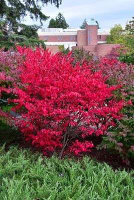 Euonymus alatus 'Compactus' (Burning Bush) 40CM 3G