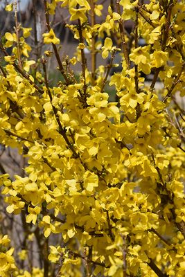 Forsythia x intermedia 'Showoff' 2G