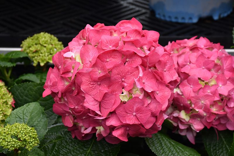 Hydrangea macrophylla 'Endless Summer Crush' (Big Leaf Hydrangea) 2G