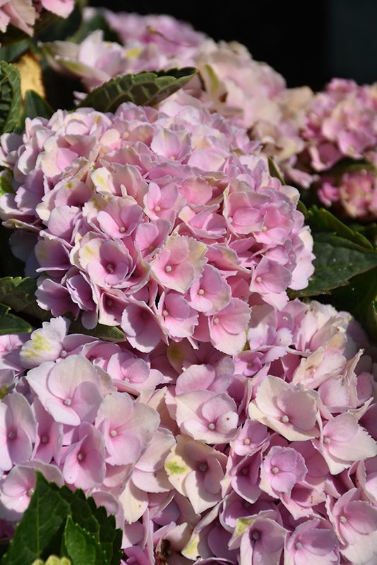 Hydrangea macrophylla 'Everlasting Revolution' (Big Leaf Hydrangea)  2G