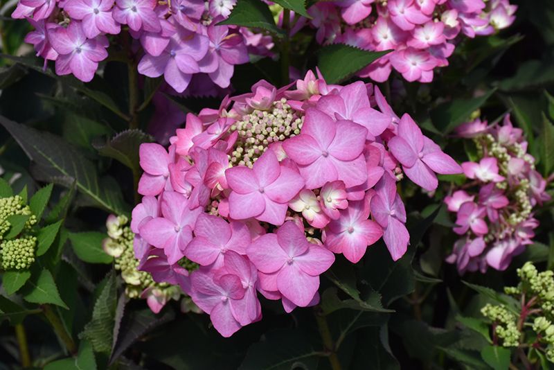 Hydrangea macrophylla x serrata 'Let's Dance Can Do' (Big Leaf Hydrangea) 2G