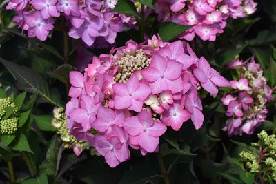 Hydrangea macrophylla x serrata 'Let's Dance Can Do' (Big Leaf Hydrangea) 2G